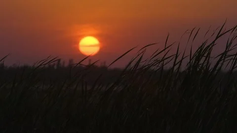 The sun goes down and the reeds in the wind Видео 259545447