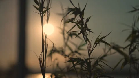 Sun goes down by the lake. Beautiful sunset in the wild. Stock Footage 206309531
