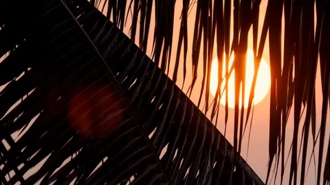 The sun goes down through the leaves of the coconut trees. Видео 86014276