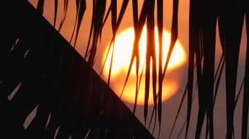 The sun goes down through the leaves of the coconut trees. 库存影片 86014552