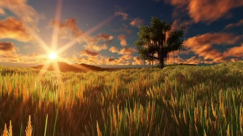 Sun goes down,beautiful single tree at sunset Stock Footage 76740852