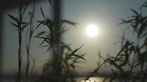 Sun goes up by the lake Stock Footage 206309532