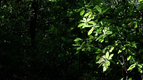 Sun going on the branches with leaves Stock Footage 170838682