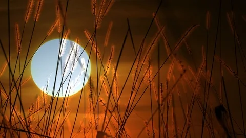 Sun Going Down Behind Grass Field at Sunset Sky 库存影片 88619107