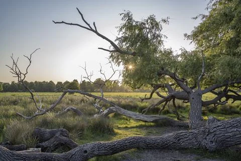 Sun going down behind old fallen Willow tree Stock Photos