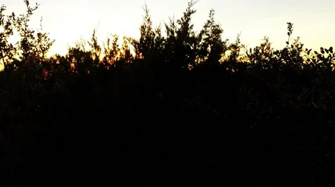 Sun going down behind the tree tops Stock-Footage 45674436