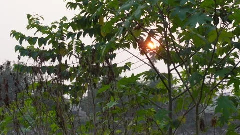 Sun going down behind the tree at evening Stock Footage 290931436