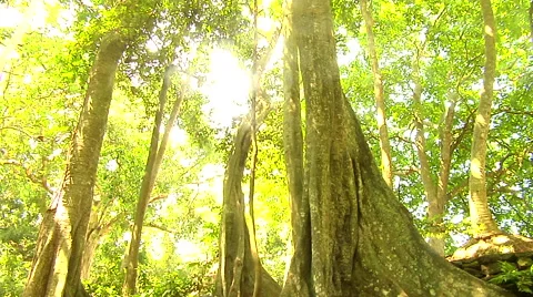 Sun going through old tree in the forest Stock Footage 41379445