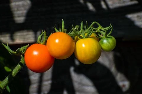 Sun Gold cherry tomatoes at different stages of ripeness on the vine Stock Photos