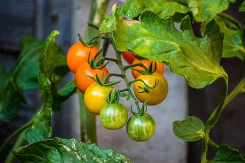 Sun Gold cherry tomatoes at different stages of ripeness on the vine Stock Photos