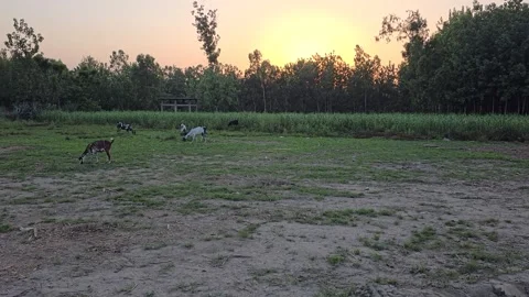 The Sun Graceful Exit Stock Footage 313571854