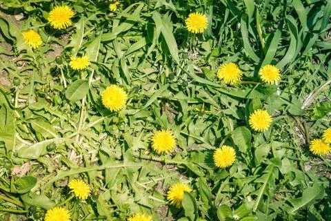 The sun, grass, dandelions. Stock Photos