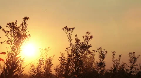 Sun in grass Stock Footage 44551384
