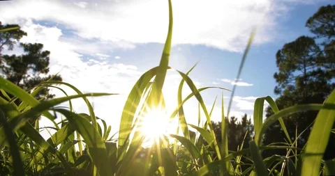 Sun in the Grass Stock Footage 110715593