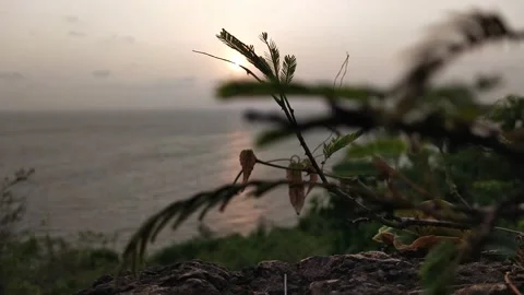 Sun grass ocean sunset Video stock 153605865