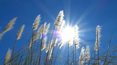Sun grass wind Stock Footage 143929043
