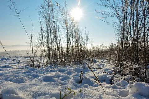 Sun with  grass in winter with snow Stock Photos
