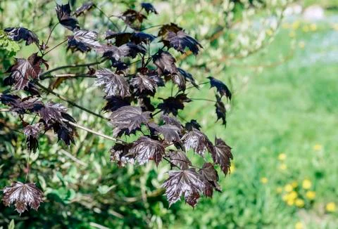 Sun green red maple tree branch with young leaves on a background of a blurred Stock Photos