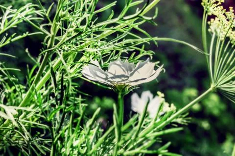 Sun in green of summer Stock Photos