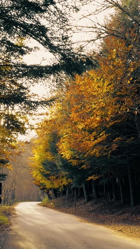 Sun Guiding The Way Into The Woods Stock Footage 284156880