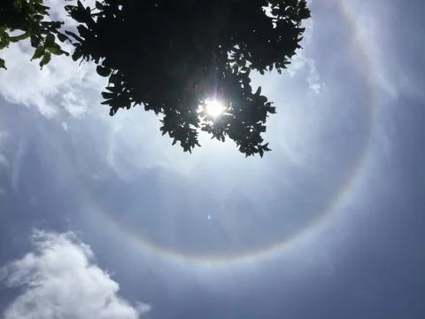 Sun halo and tree branch. Foto stock