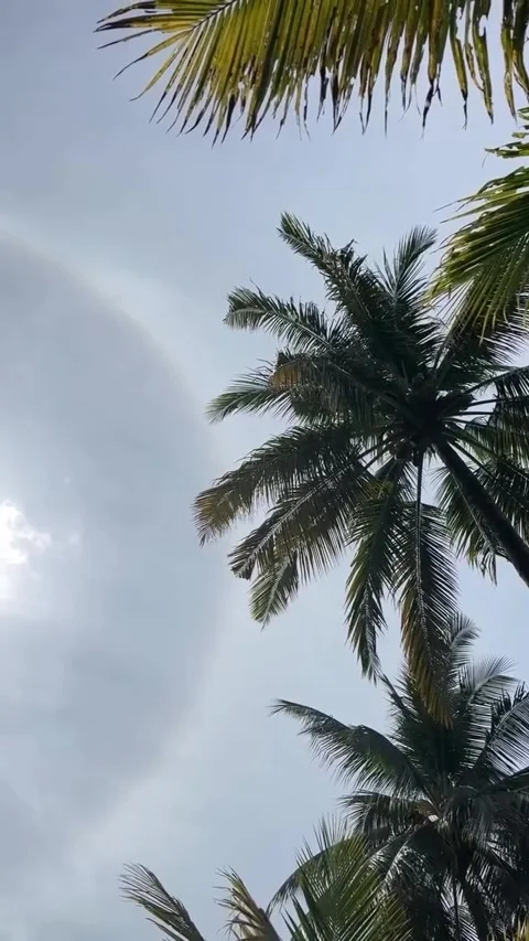 Sun Halo Over Palm Trees in Bright Sky Stockbeeldmateriaal 340263961
