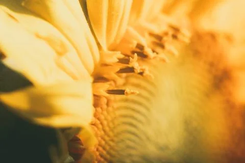 The Sun in the Hands 스톡 사진