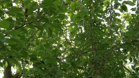 Sun Hiden Above The Tree. Sunshine Through The Blowing On Wind Leaves Stock Footage 69736149