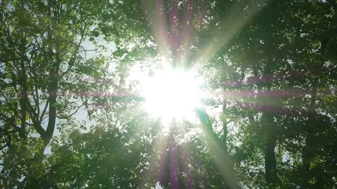 Sun Hiden Above The Tree. Sunshine Through The Blowing On Wind Leaves 스톡 동영상 76750640