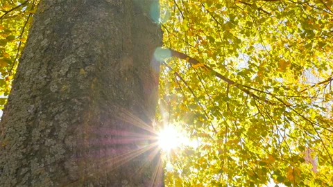 The sun hides behind a tree. Beautiful autumn. Camera in motion Stock Footage 97515317