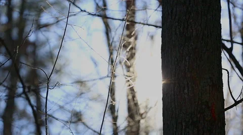 Sun hides behind a tree trunk. Stock Footage 58654555