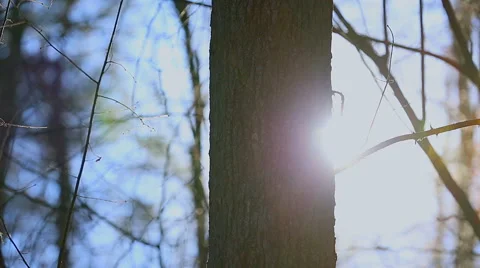 Sun hides behind a tree trunk. Video stock 58654580