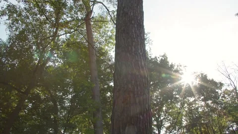 Sun hides behind a Tree Trunk in a Forest/ Lense Flare Vídeos de archivo 144609036