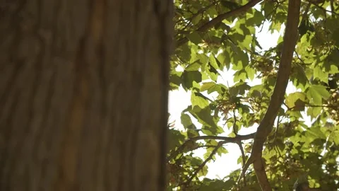 Sun hides behind tree trunk/ lense flare  Vídeos de archivo 144610829
