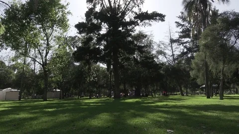 Sun hitting a tree from behind Video stock 125581189