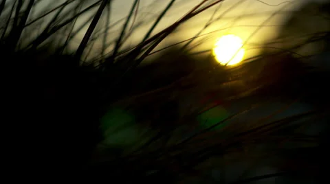 Sun on horizon as seen through some tall grass Video stock 48670133