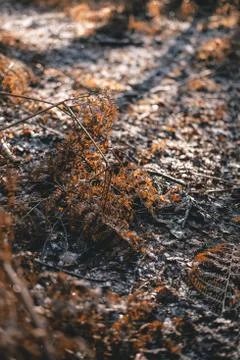Sun on icy ground. Stock Photos
