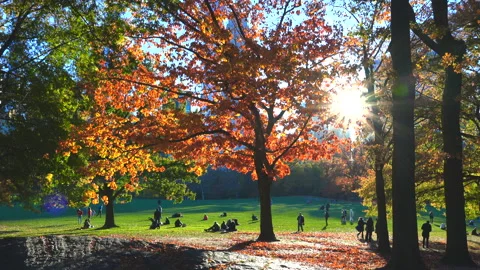 The sun illuminates autumn leaf color trees on the Sheep Meadow NYC Video stock 170168238