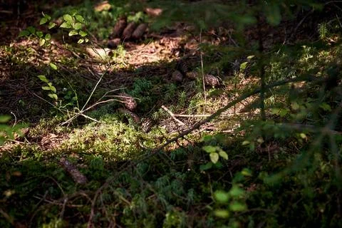 The sun illuminates the Carpathian pine forest. Sunspots on the forest cover. Stock Photos