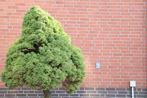 The sun illuminates a green tree in front of a bright red brick wall, creating a Foto stock