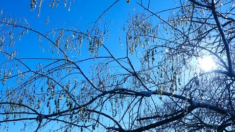 Sun illuminates ice covered tree silhouette Vidéo 123573386