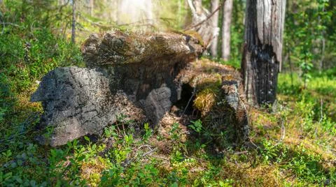 The sun illuminates a littered tree in a beautiful taiga forest. Travel beyon Stock Photos
