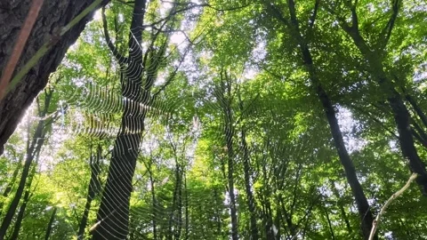 The sun illuminates a shiny web with a small spider  Stock-Footage 299707615