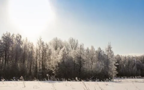 The sun illuminates the winter forest. Stock Photos