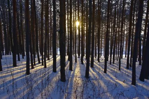 The sun illuminates the winter pine forest, forming radially diverging shadow Stock Photos
