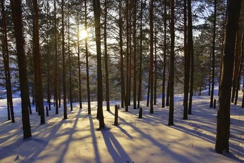 The sun illuminates the winter pine forest, forming radially diverging shadow Stock Photos