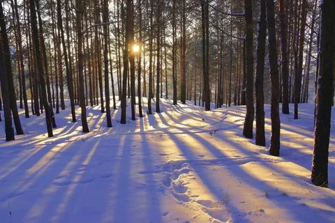 The sun illuminates the winter pine forest, forming radially diverging shadow Stock Photos
