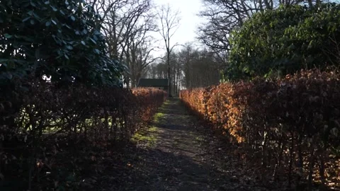 Sun illuminating forest path between hedges Video stock 293082755