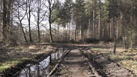Sun illuminating forest path with puddles Stock Footage 293082688