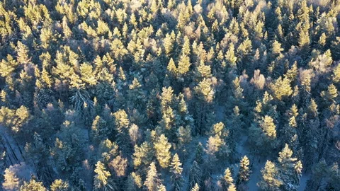 Sun illuminating snow covered forest from above, aerial view Stock Footage 289007083